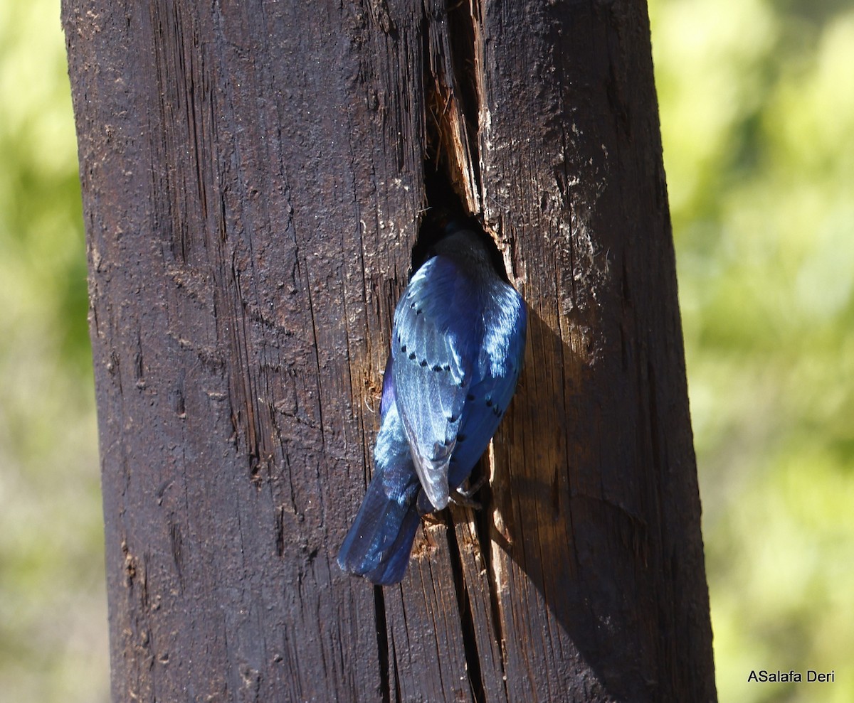 Lesser Blue-eared Starling (Lesser) - ML477704371