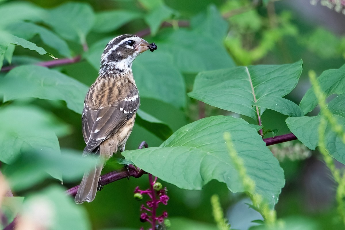 Rose-breasted Grosbeak - Sue Barth