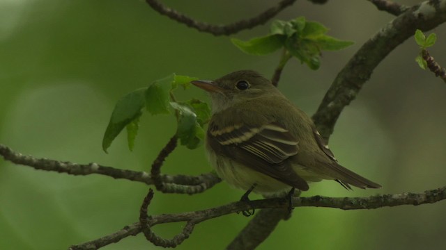 Acadian Flycatcher - ML477705