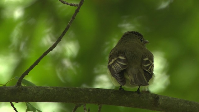 Acadian Flycatcher - ML477706