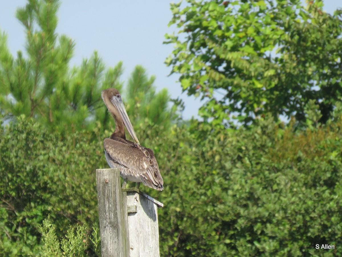 Brown Pelican - ML477708251