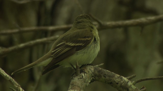 Moucherolle vert - ML477709