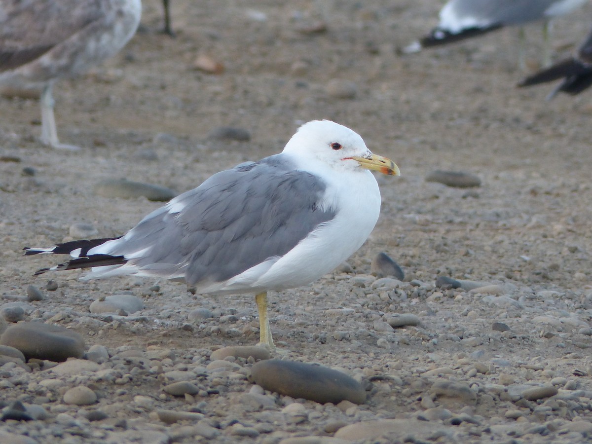 Gaviota Californiana - ML477709221