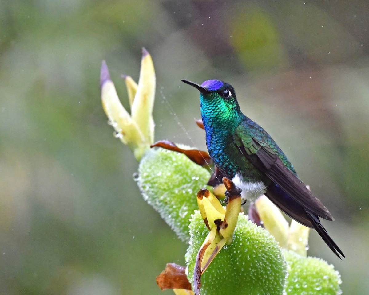 Blue-capped Puffleg - ML477713251