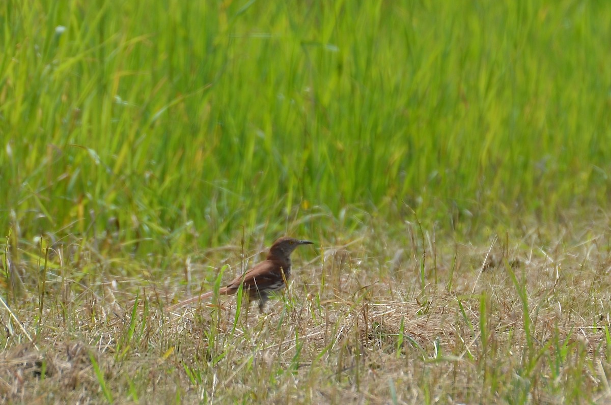 Brown Thrasher - ML47771391