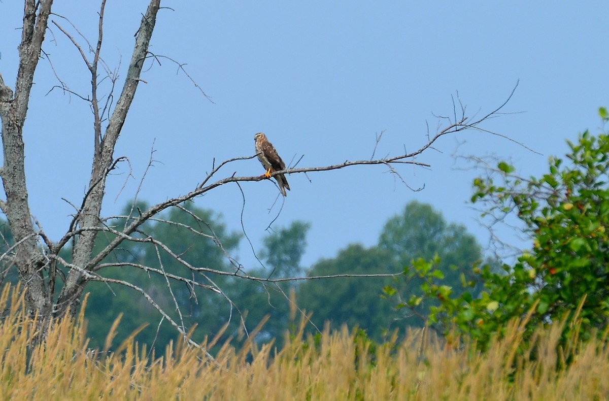 Northern Harrier - ML47771461