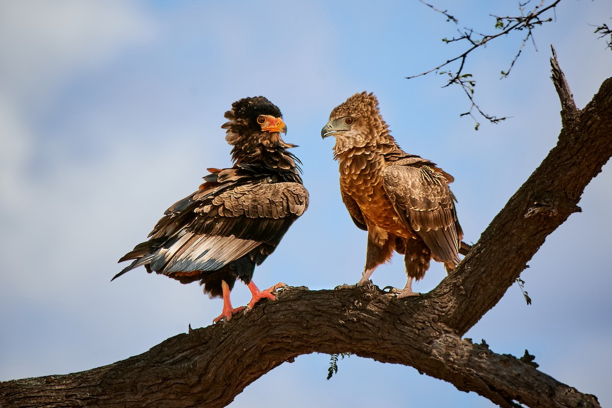 Bateleur des savanes - ML477714971