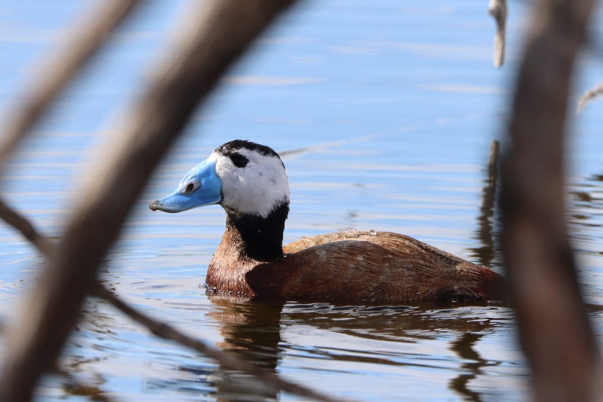 White-headed Duck - ML477716241