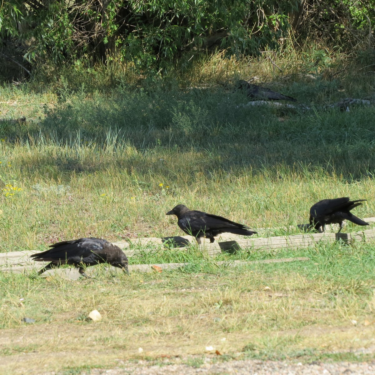 American Crow - ML477716431