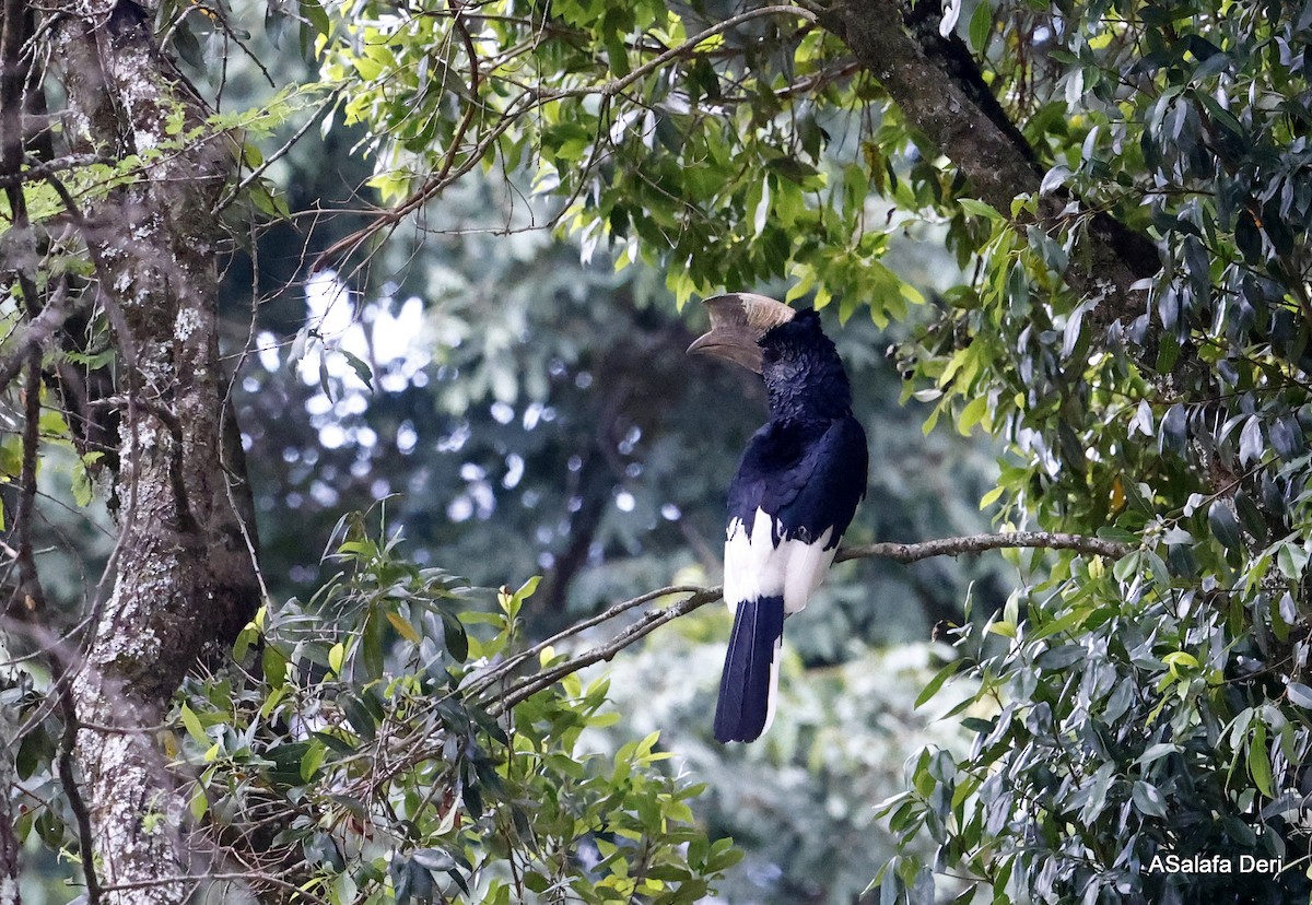 Black-and-white-casqued Hornbill - ML477718071