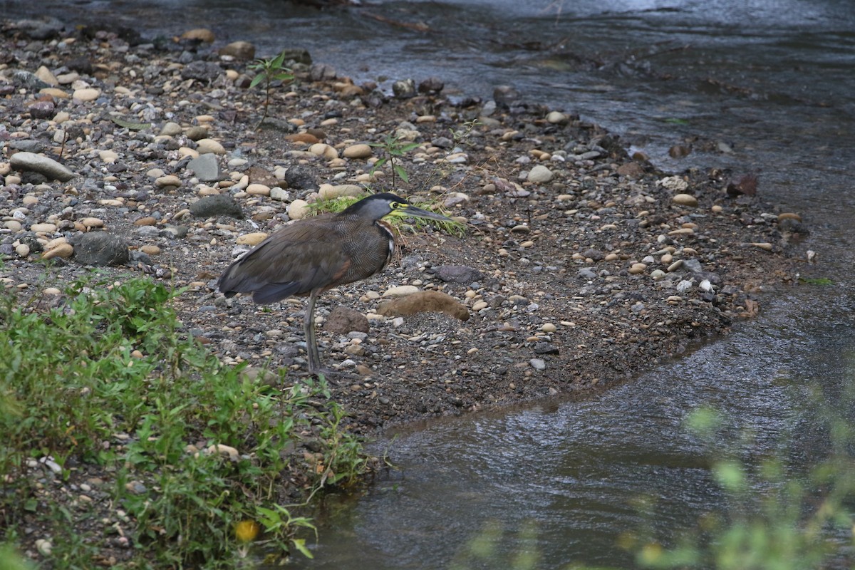 Bare-throated Tiger-Heron - ML477718391