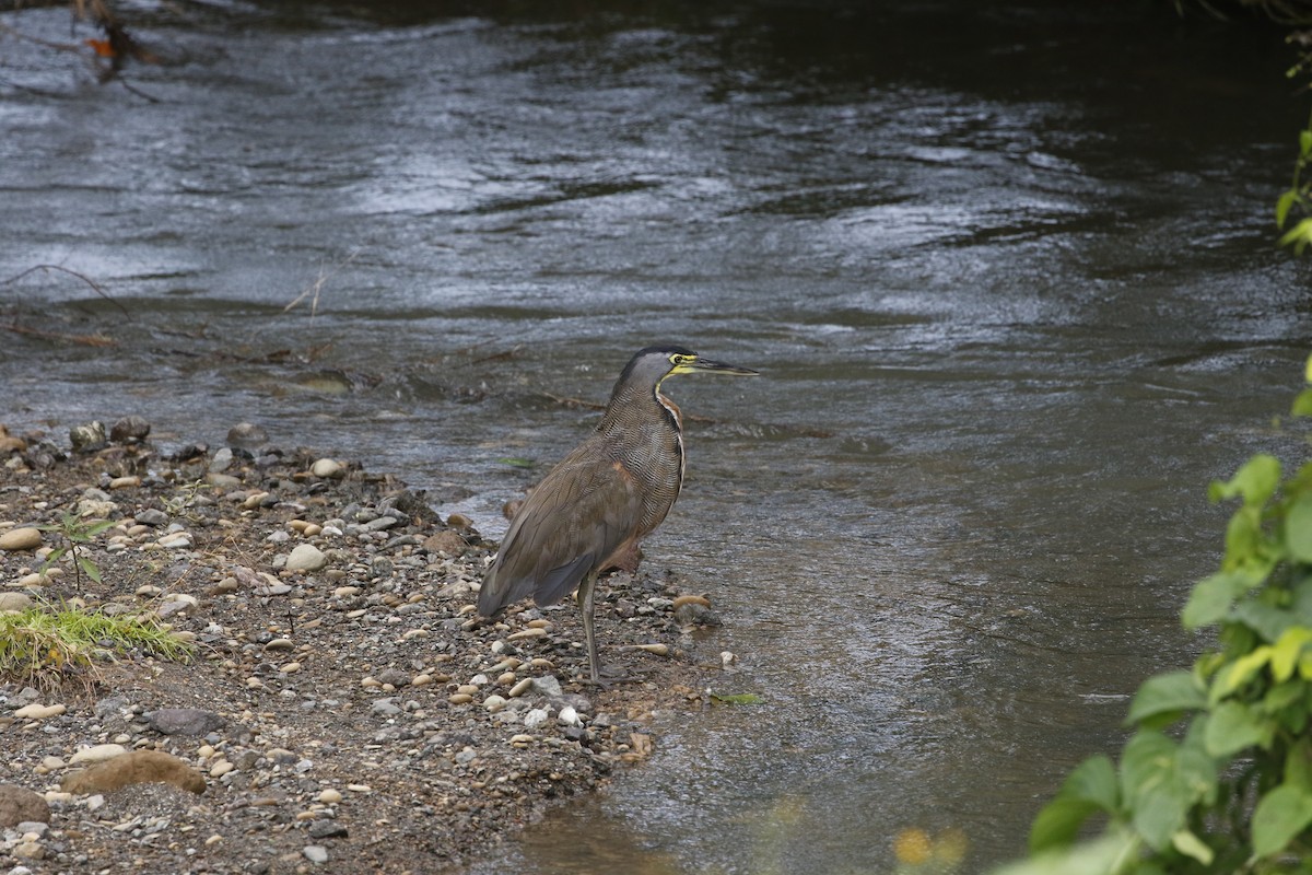 Bare-throated Tiger-Heron - ML477718921