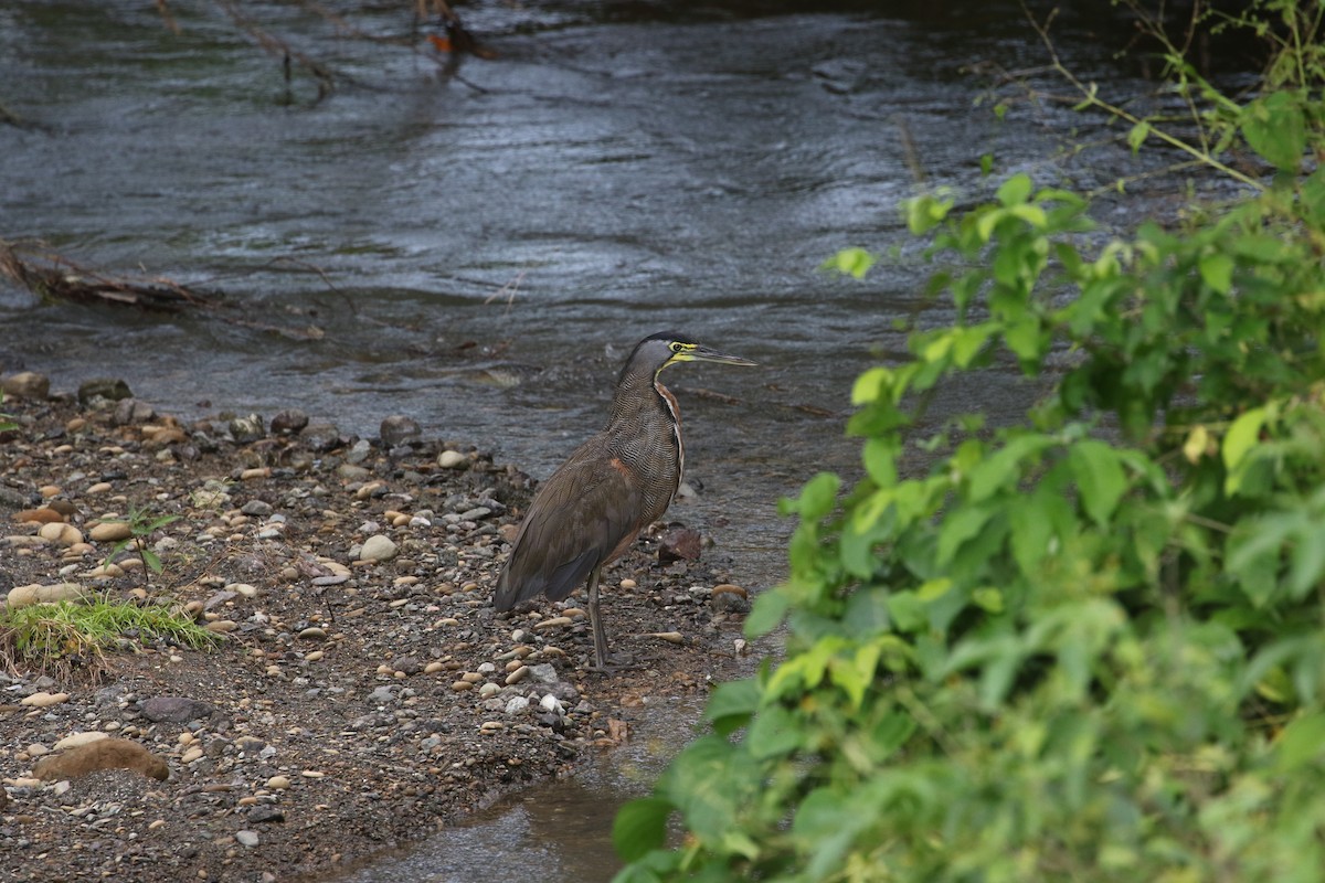 Bare-throated Tiger-Heron - ML477719001