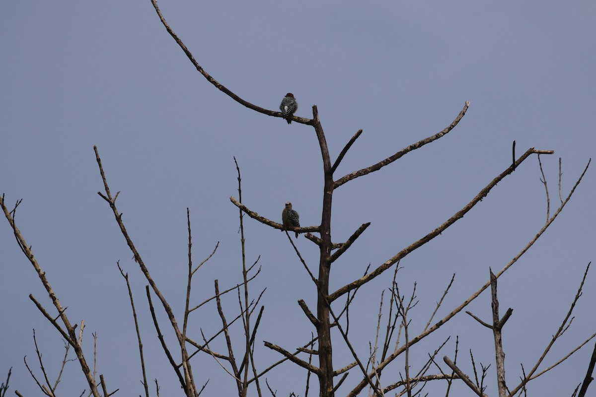 Red-crowned Woodpecker - ML477719211