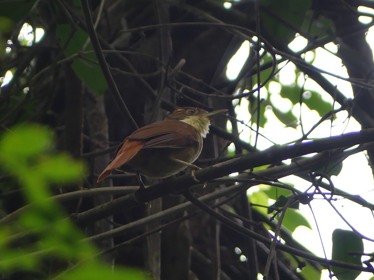 White-eyed Foliage-gleaner - Simon  Allen