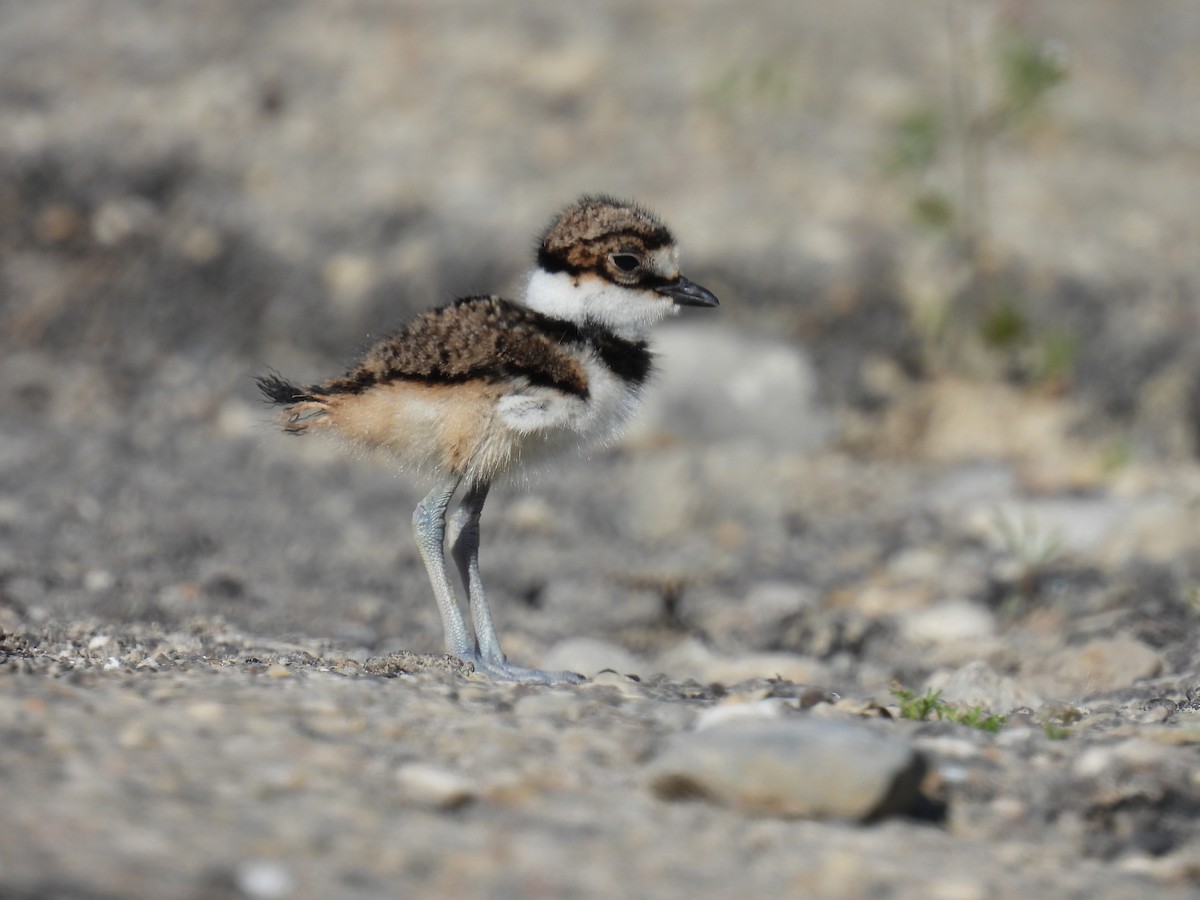 Killdeer - Nathan Mast