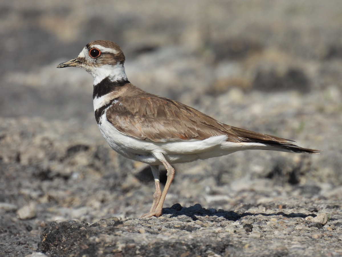 Killdeer - ML477720061