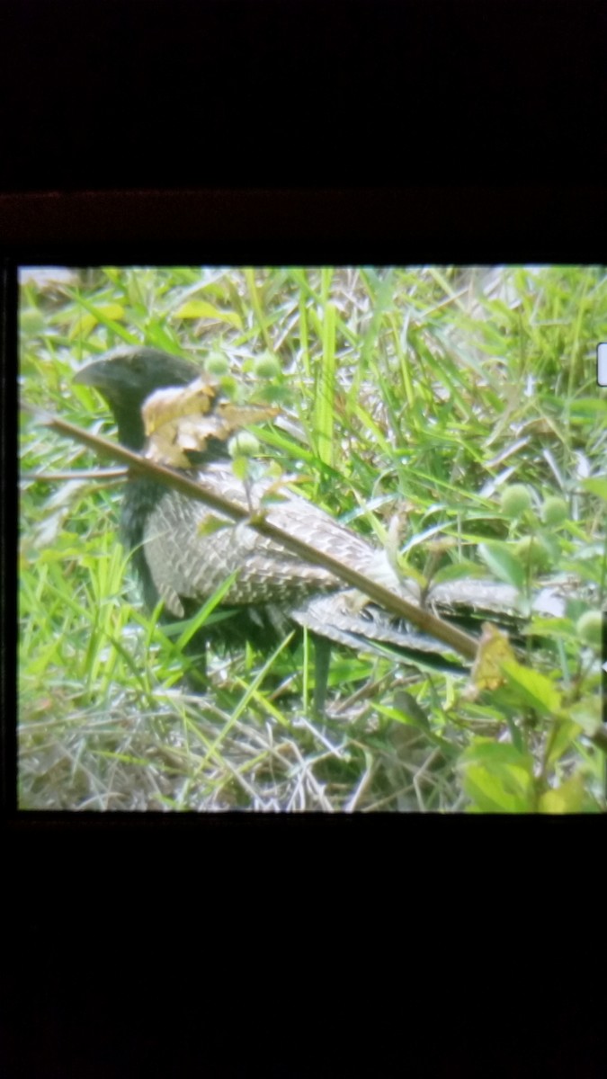 Pheasant Coucal - ML47772061