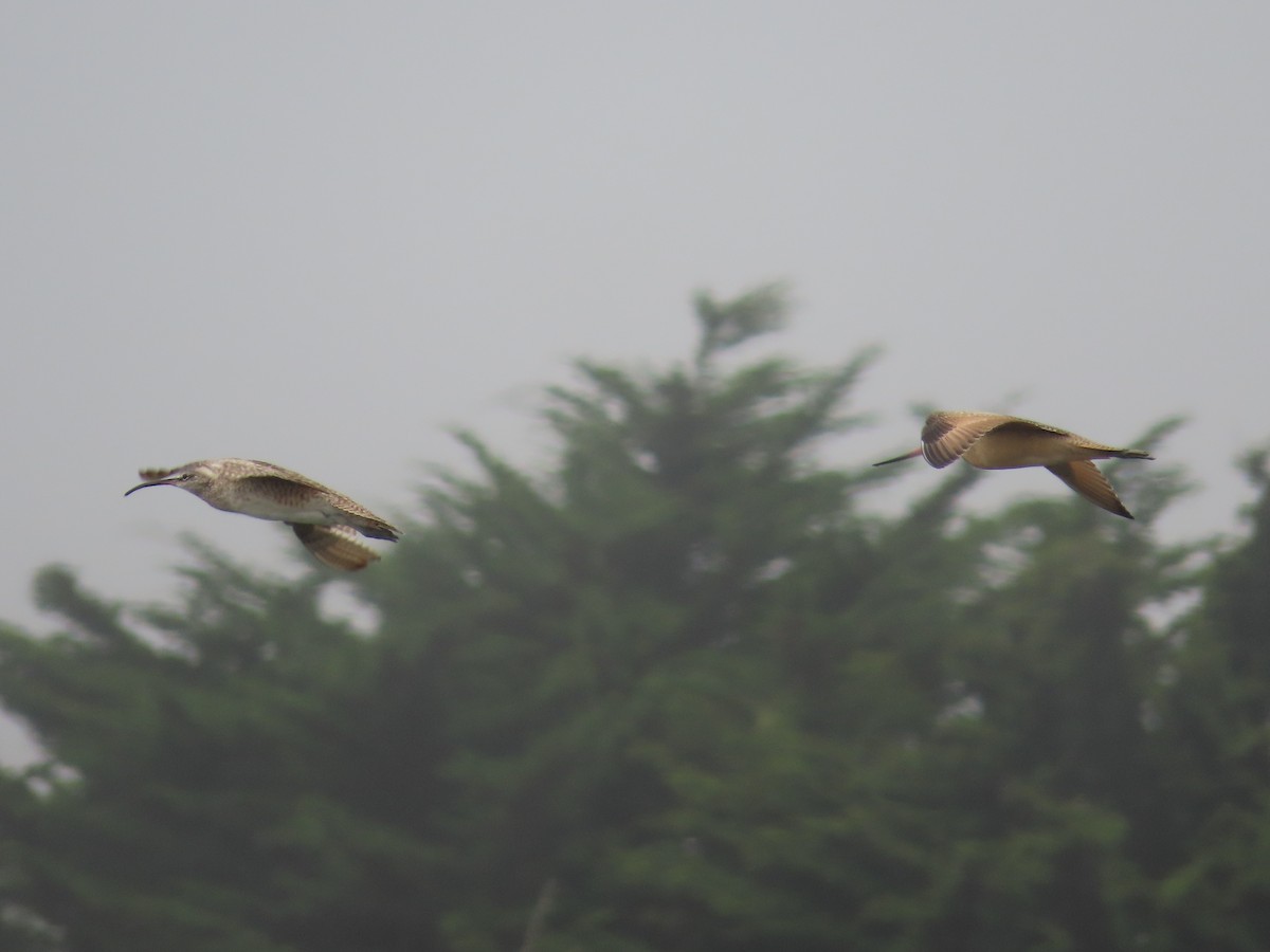 Whimbrel (Hudsonian) - ML477721281