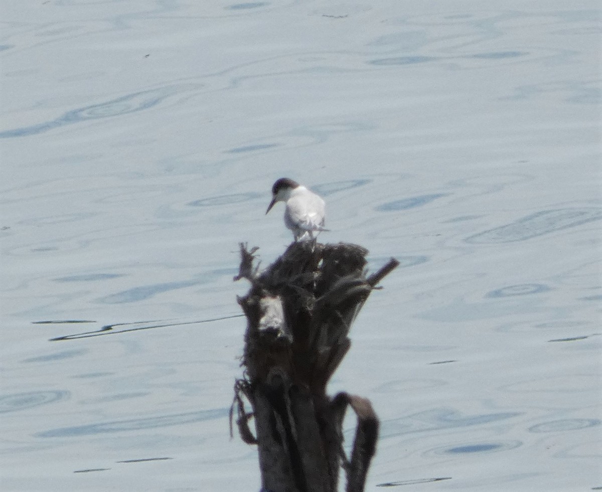 Common Tern - ML477721511