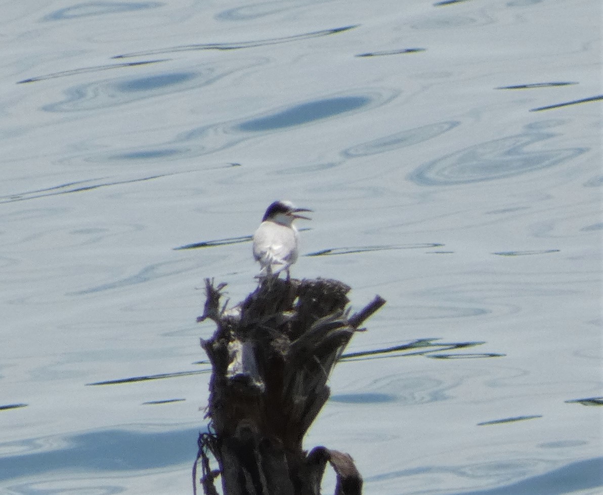 Common Tern - Sandra Bourque