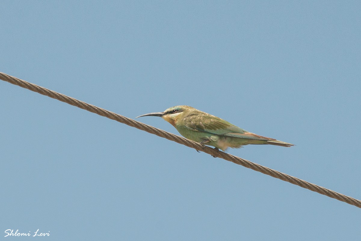 Blue-cheeked Bee-eater - ML477722101