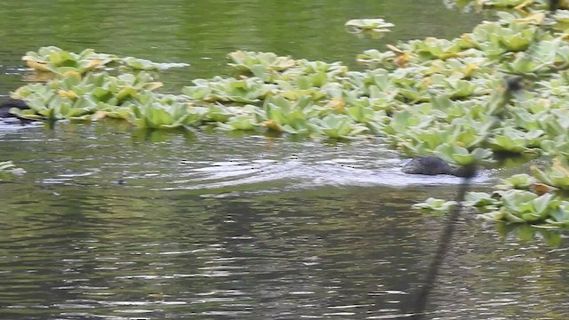 Least Grebe - ML477724061