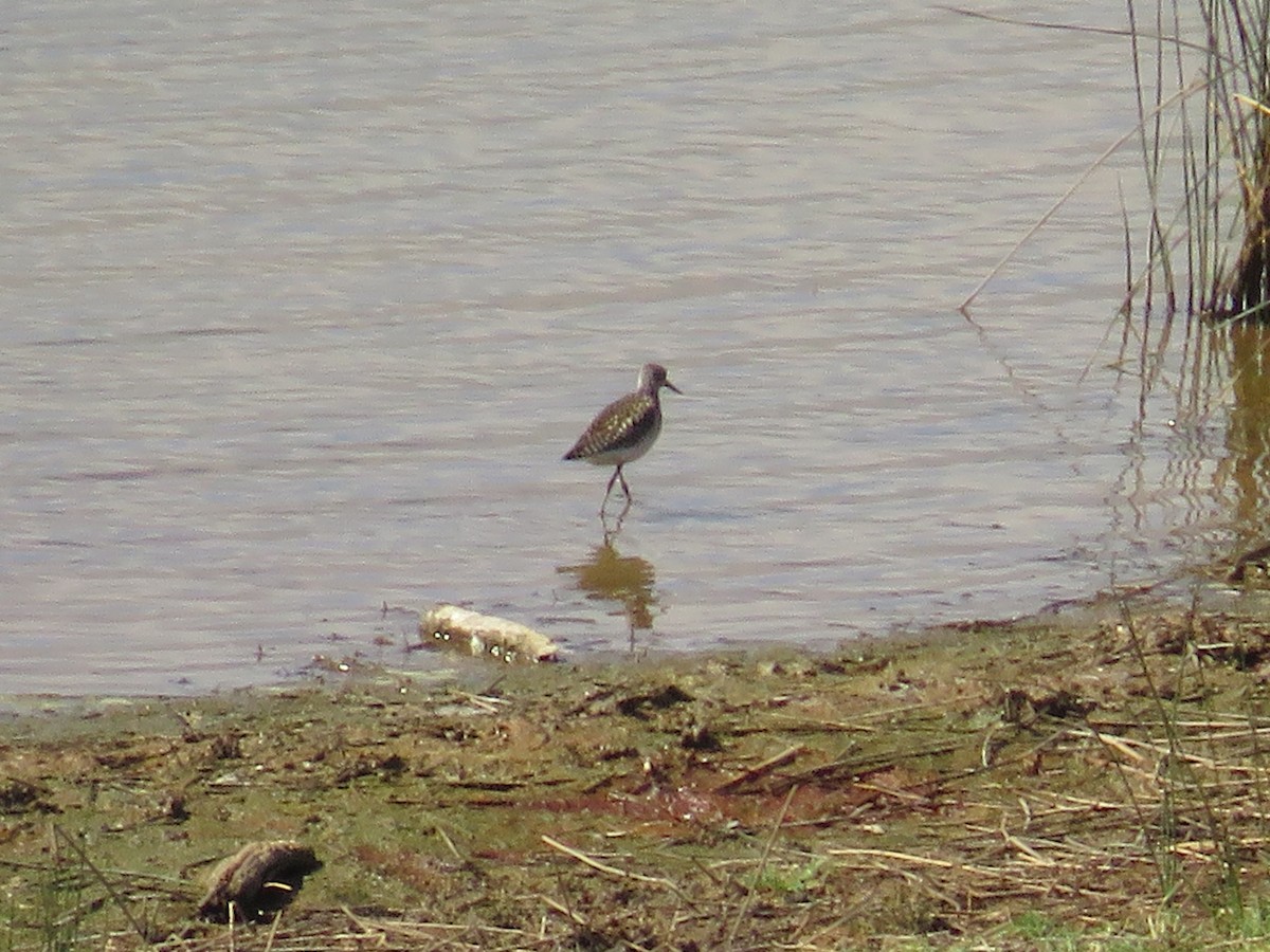 Шугуйн хөгчүү - ML477724121