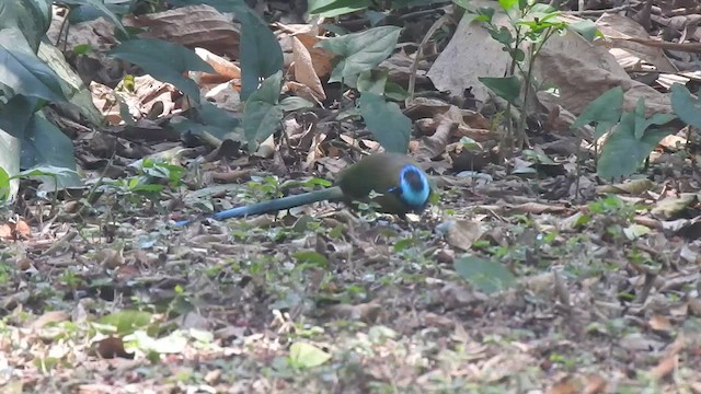 Motmot de Lesson - ML477724711