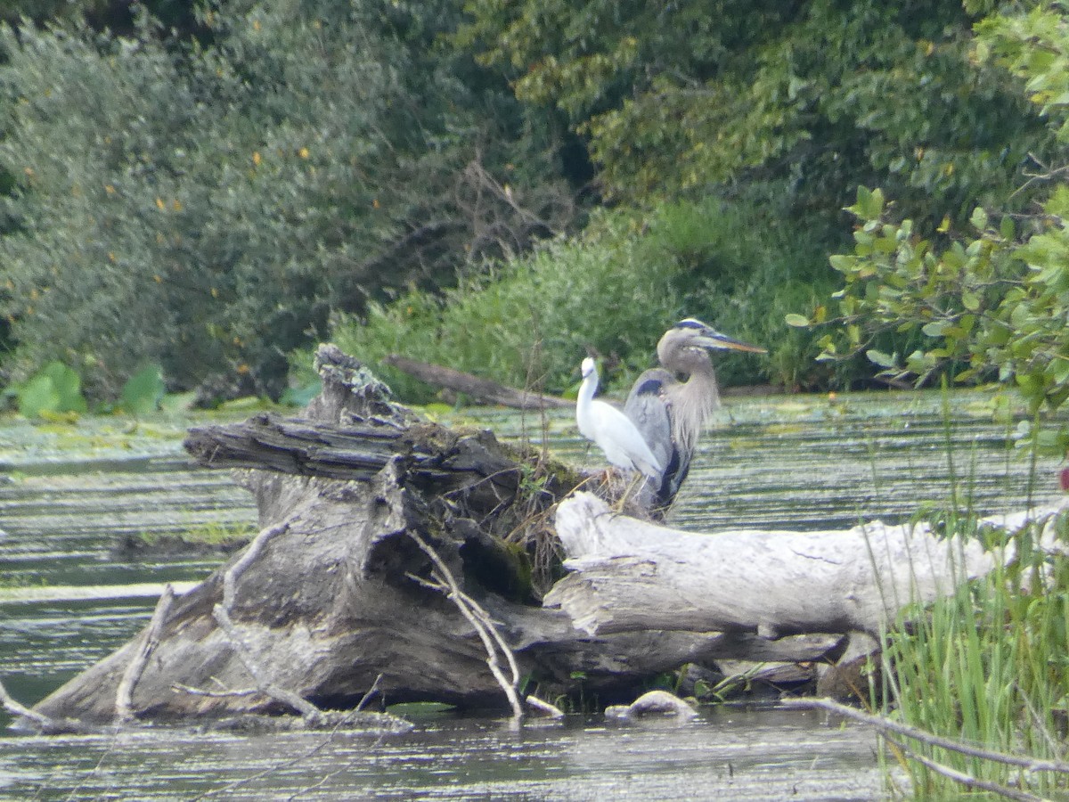 Little Blue Heron - ML477725401