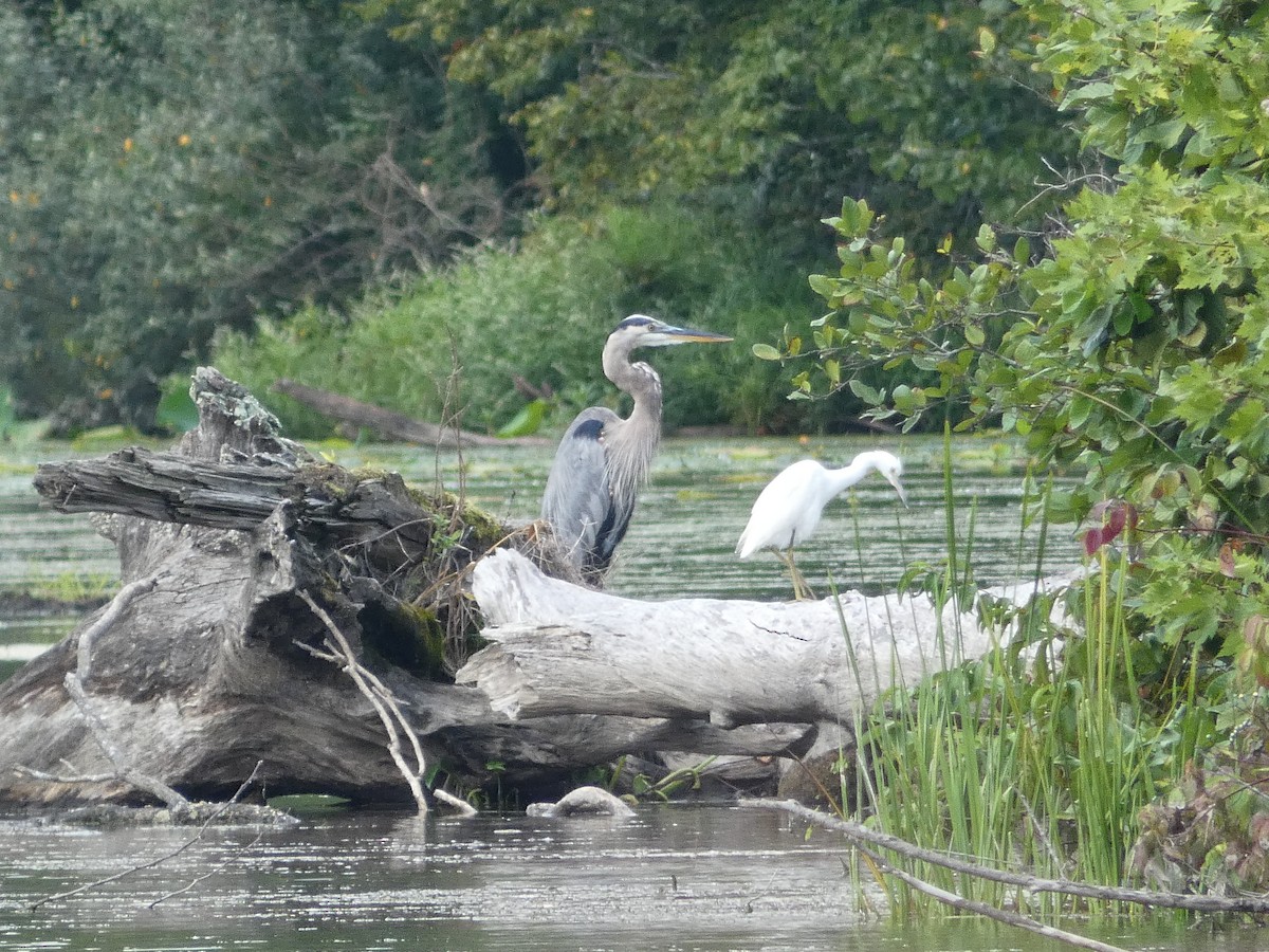 Little Blue Heron - ML477725411