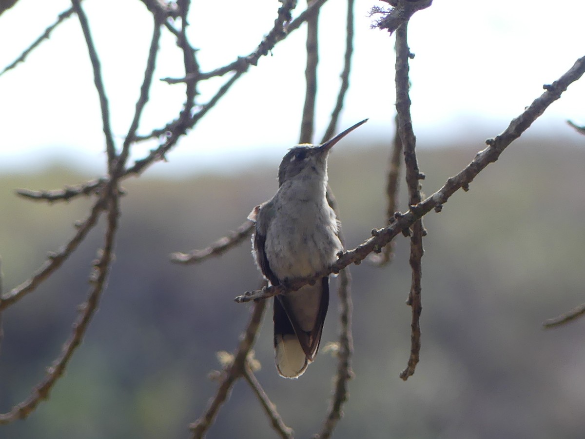 Colibrí de Diamantina - ML477726181