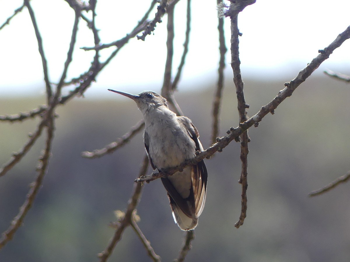 Colibrí de Diamantina - ML477726191