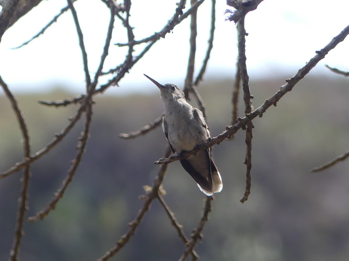 Colibrí de Diamantina - ML477726201