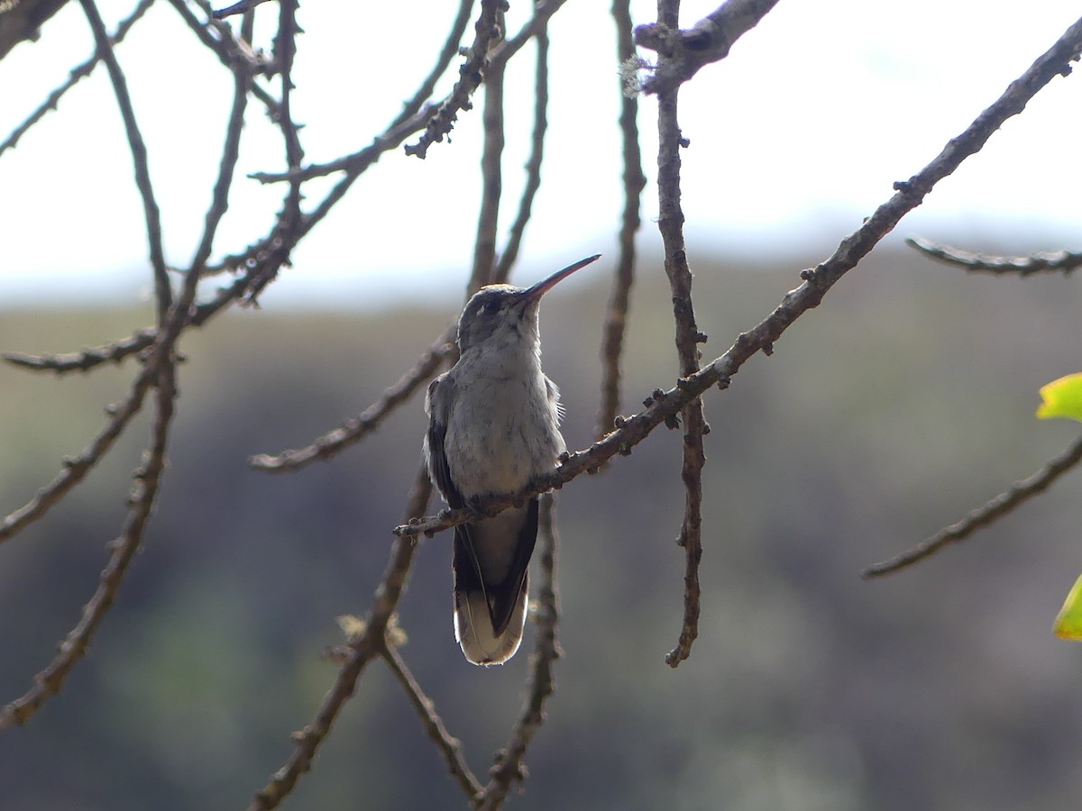 Diamantina Sabrewing - Simon  Allen