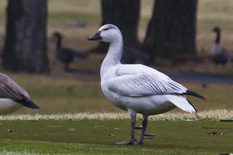 Snow Goose - ML47772681