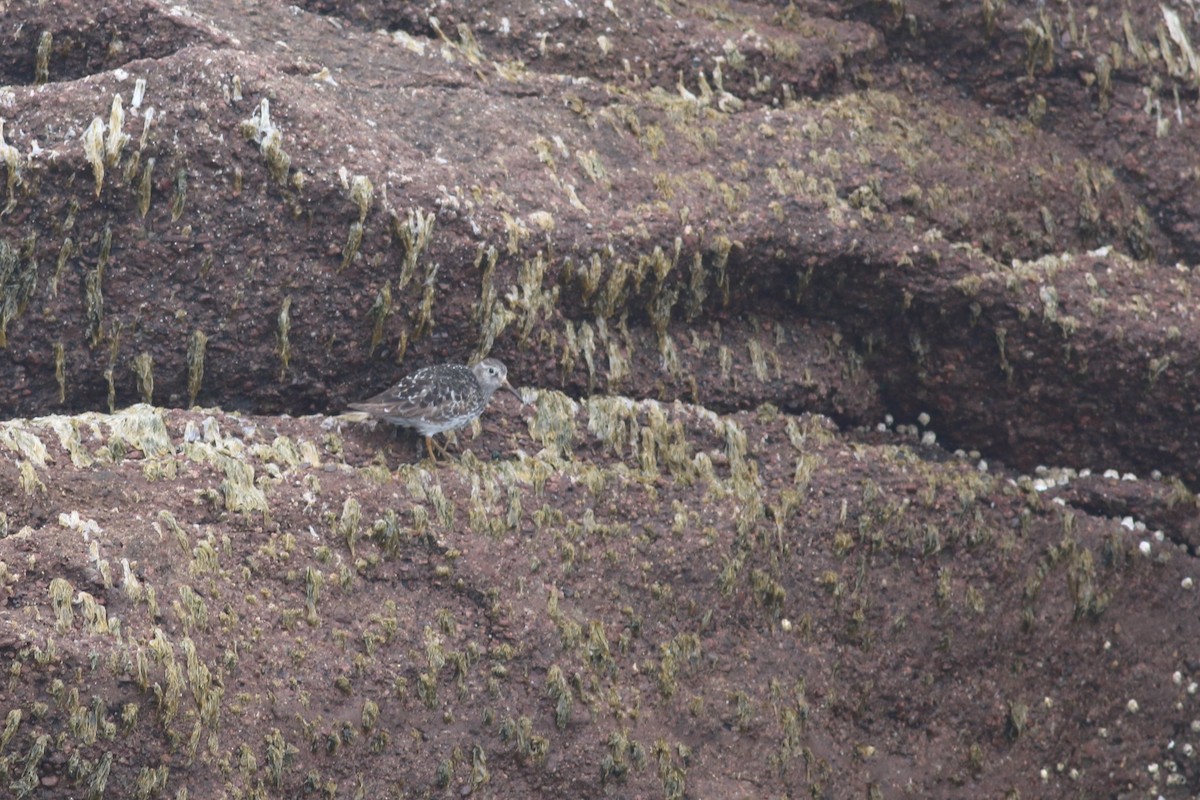 Purple Sandpiper - ML477727241