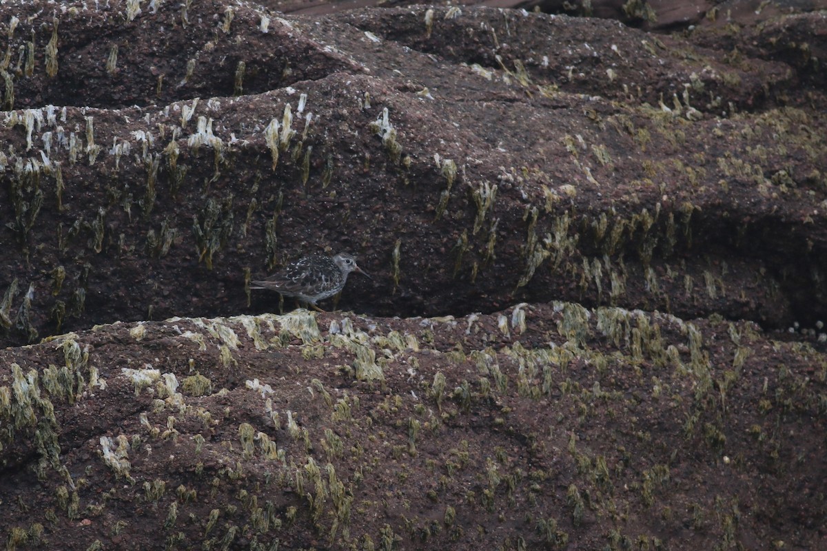 Purple Sandpiper - ML477727251