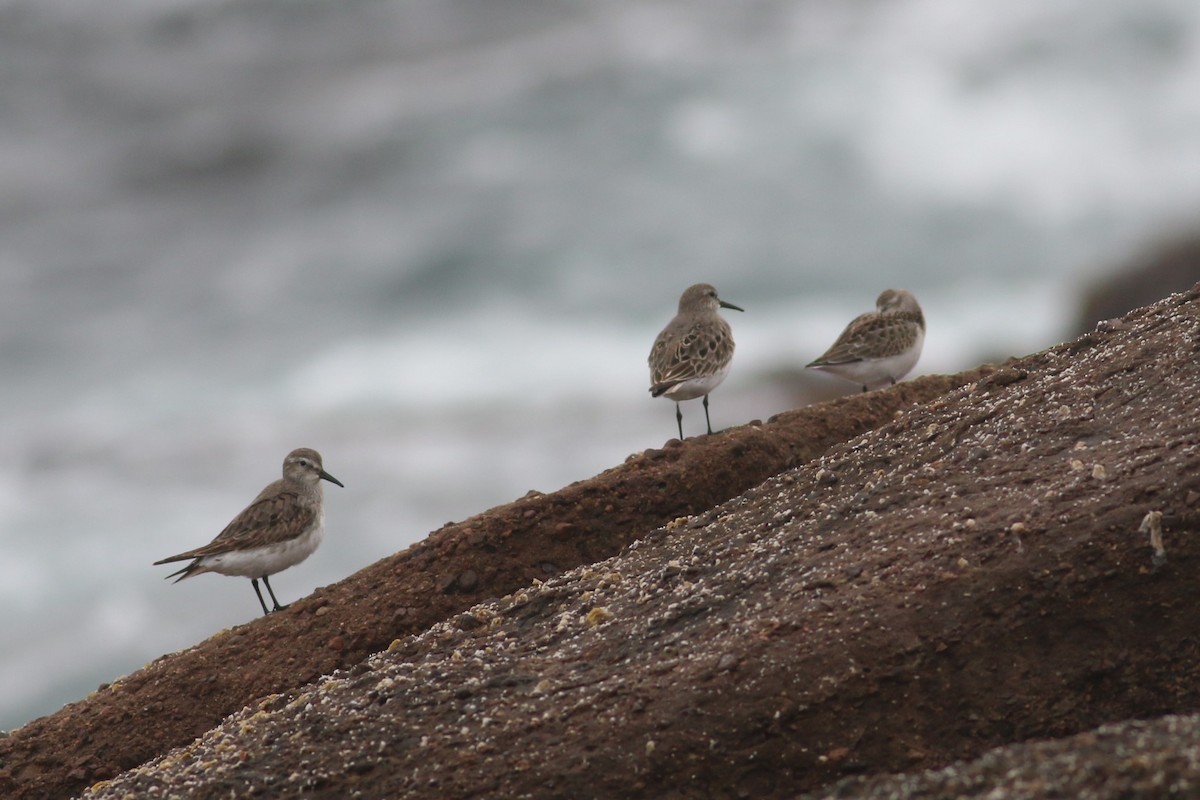 Dunlin - ML477727301