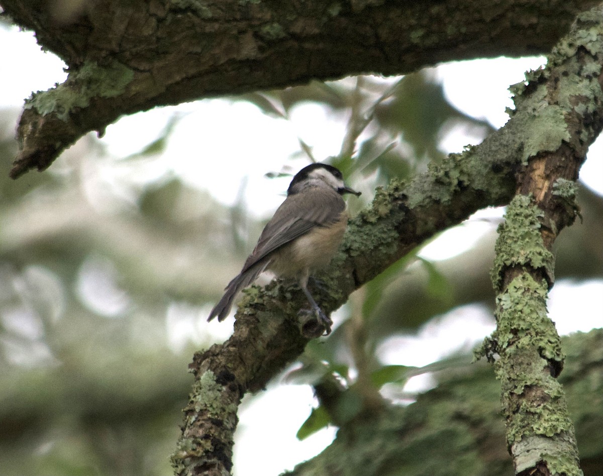 Carolina Chickadee - ML477727891