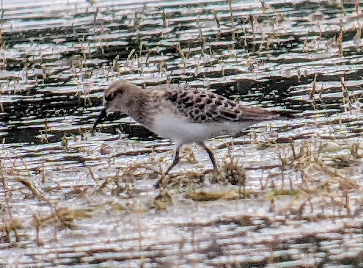 Baird's Sandpiper - ML477728291