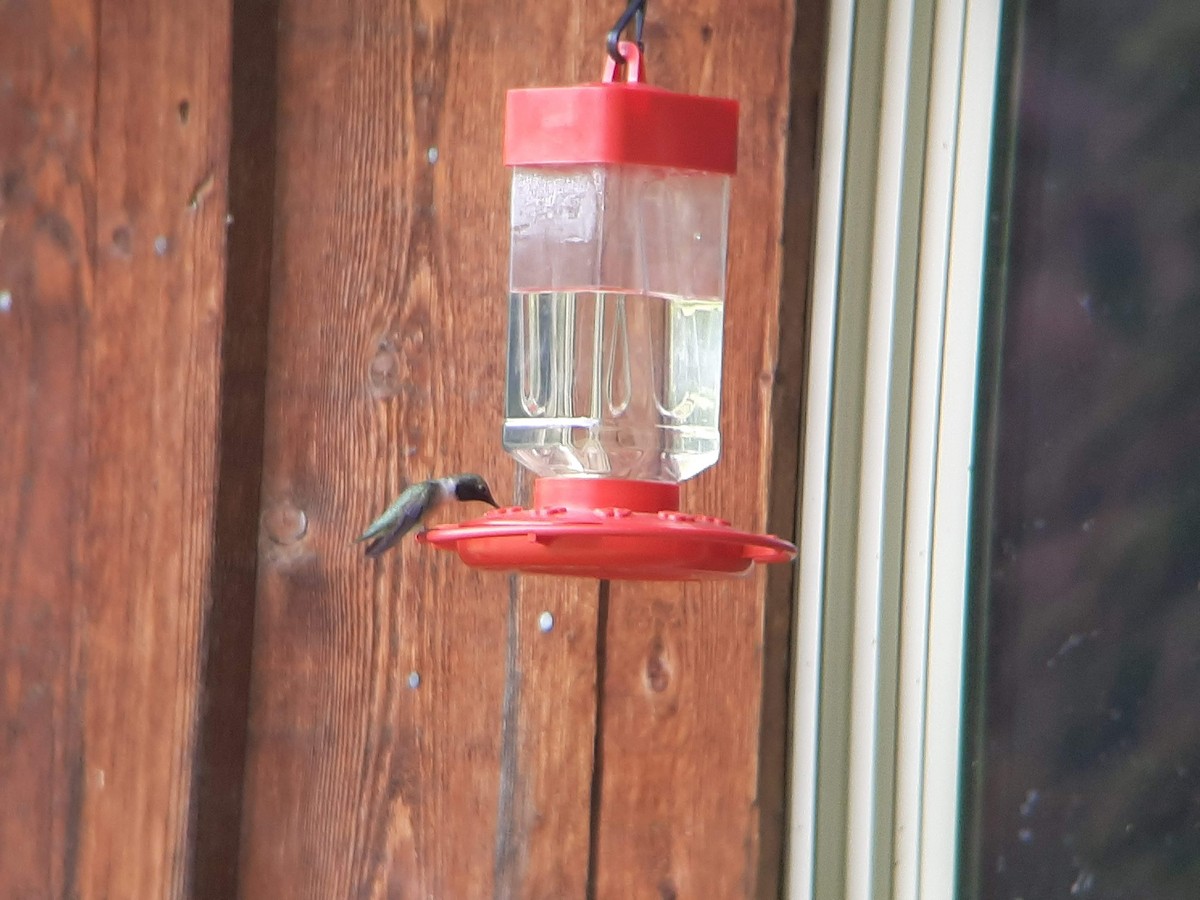 Black-chinned Hummingbird - ML477728361