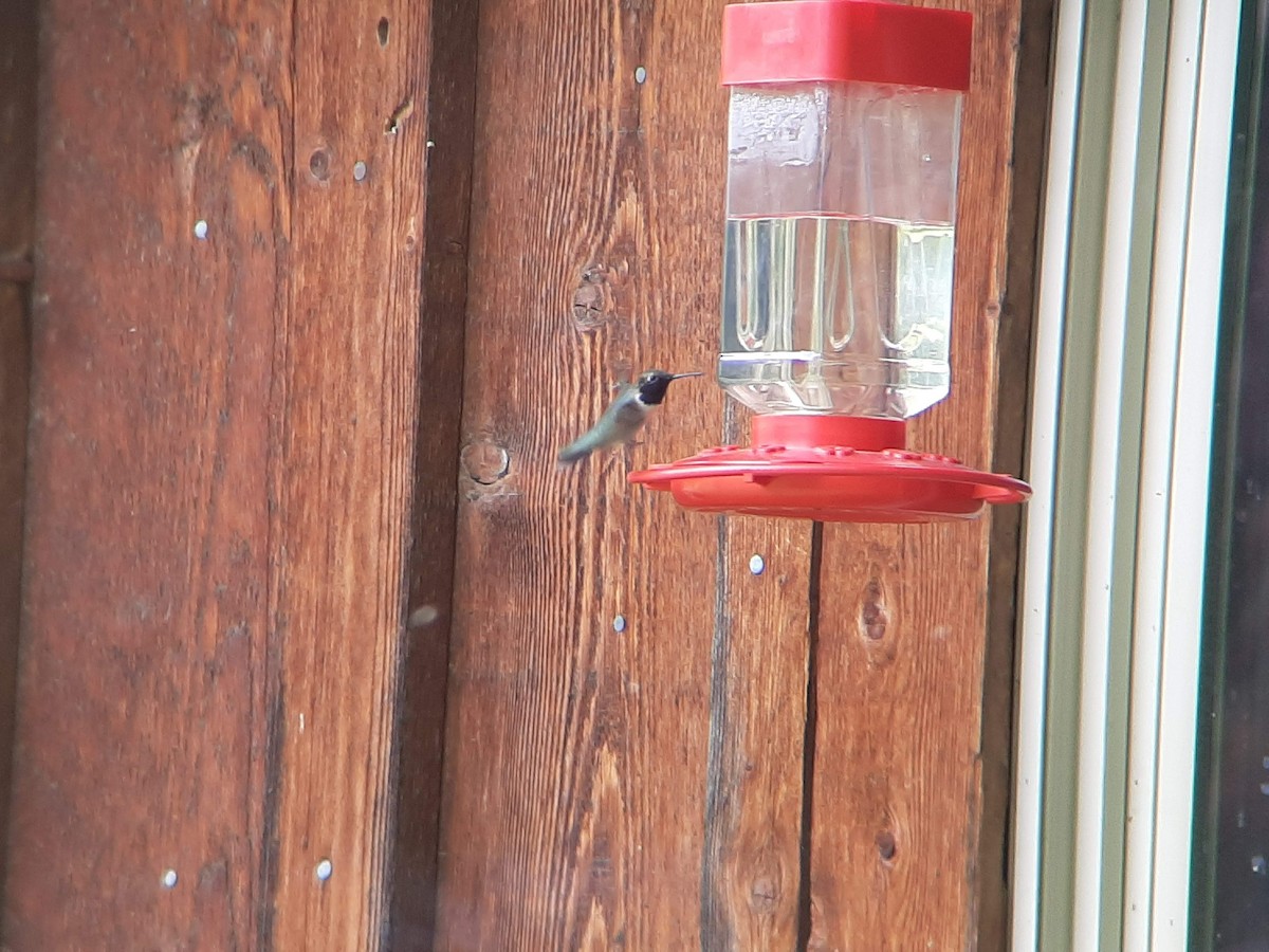 Black-chinned Hummingbird - ML477728371