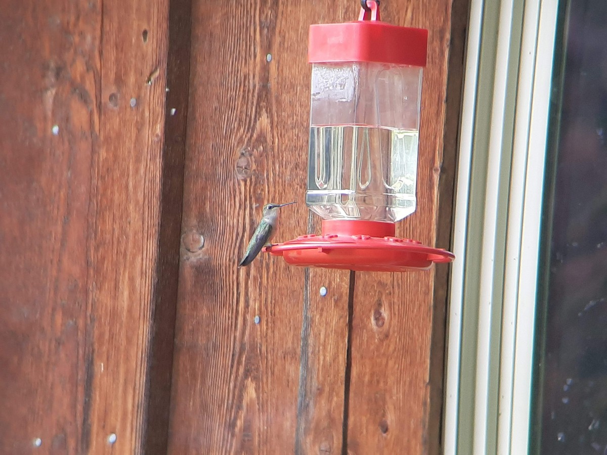 Black-chinned Hummingbird - ML477728391