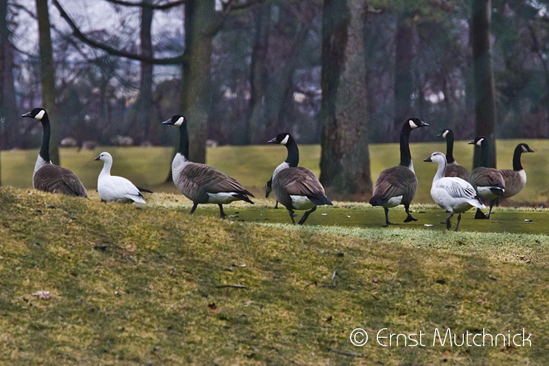 Ross's Goose - ML47772841