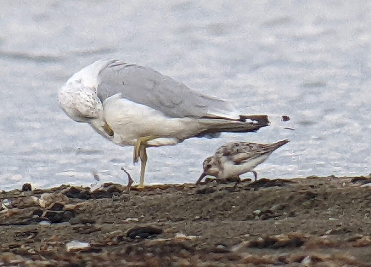 Sanderling - ML477729031