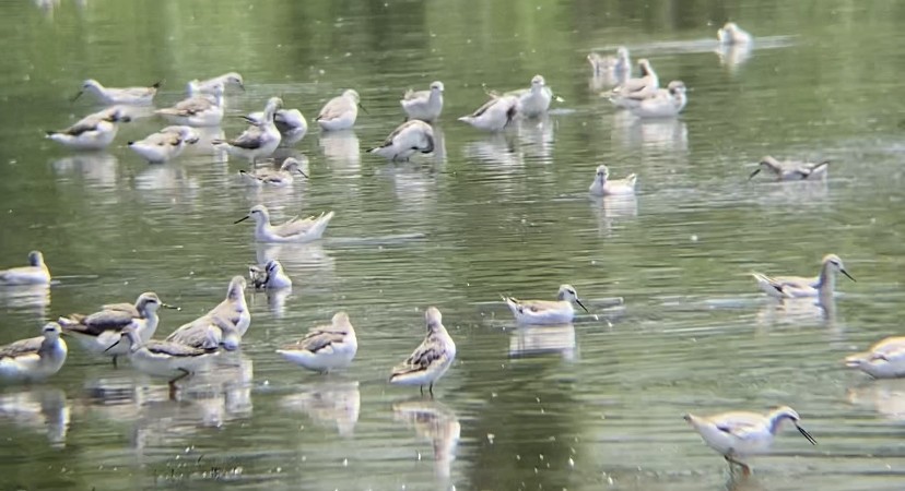 Wilson's Phalarope - ML477729041