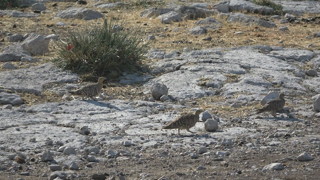 Namaqua Sandgrouse - ML477729481