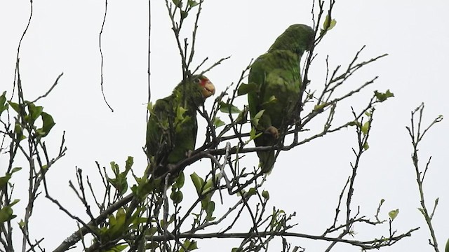 parrot sp. - ML477730141