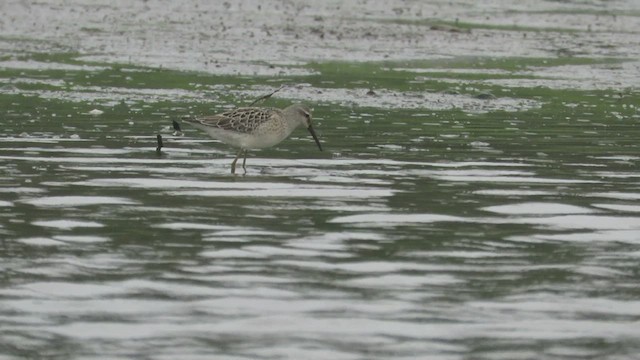 Stilt Sandpiper - ML477731021